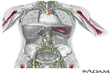 Concept Immune System and Disease