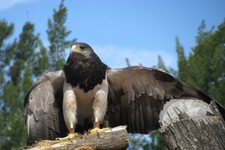 Concept Importance of Birds