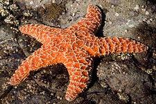 Concept Importance of Echinoderms