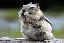 Concept Importance of Mammals