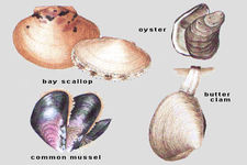 Concept Importance of Mollusks