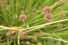 Concept Importance of Plants