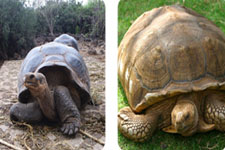 Concept Influences on Darwin