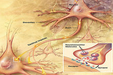 Concept Injuries of the Nervous System