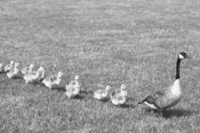 Concept Innate and Learned Behavior