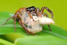 Concept Insect Food