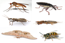 Concept Insects