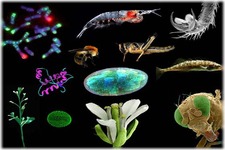 Concept Introduction to Biology