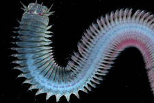 Concept Invertebrate Characteristics