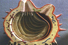 Concept Invertebrate Chordates