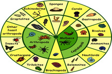 Concept Invertebrate Classification