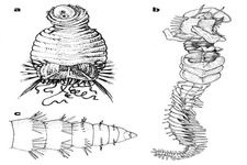 Concept Invertebrate Evolution