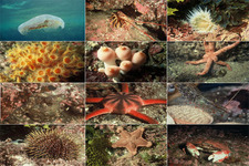 Concept Invertebrates