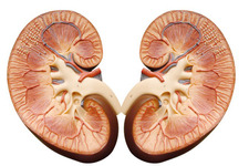 Concept Kidneys