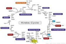 Concept Krebs Cycle
