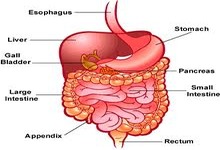 Concept Large Intestine