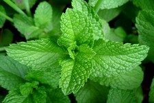 Concept Leaves