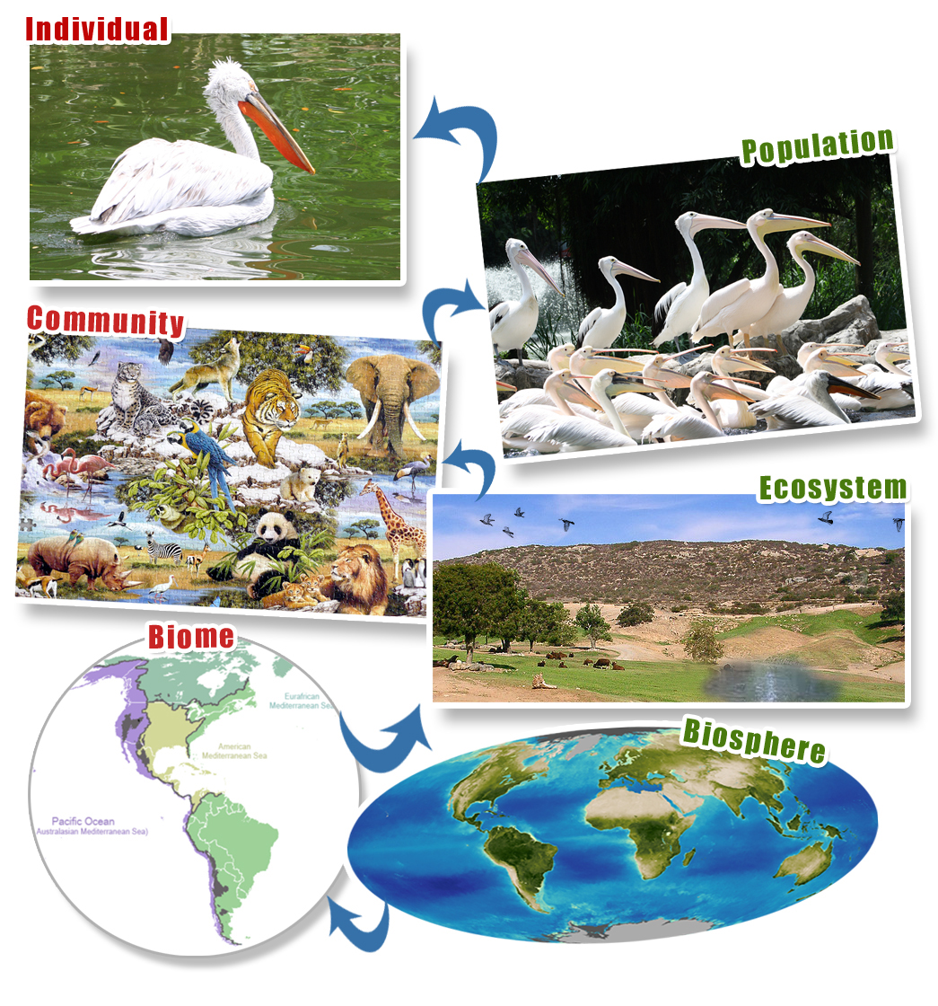 Concept Levels of Ecological Organization