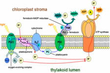 Concept Light Reactions of Photosynthesis
