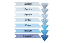 Concept Linnaean Classification