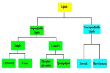 Concept Lipid Classification