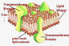 Concept Lipids