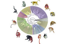 Concept Living Species