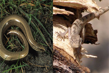 Concept Lizards and Snakes