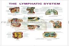 Concept Lymphatic System