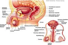 Concept Male Reproductive Development