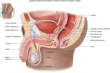 Concept Male Reproductive Structures