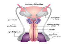 Concept Male Reproductive System