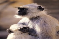 Concept Mammal Characteristics