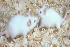 Concept Mammal Endothermy