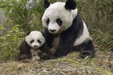 Concept Mammal Reproduction