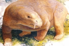 Concept Mammalian Ancestors and Evolution