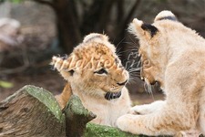 Concept Mammals and Animal Behavior
