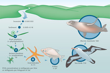 Concept Marine Food Chains