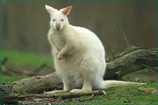 Concept Marsupials