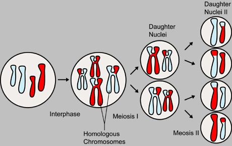 Concept Meiosis