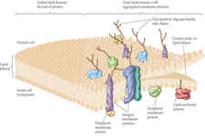Concept Membrane Proteins