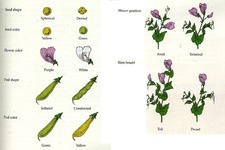 Concept Mendel's Laws and Genetics
