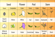 Concept Mendel's Pea Plants