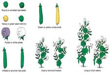 Concept Mendel's Second Set of Experiments