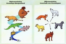 Concept Microevolution and Macroevolution
