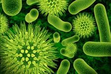 Concept Microorganisms: Prokaryotes and Viruses