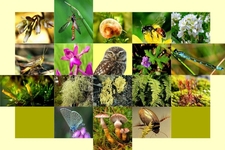 Concept Modern Biodiversity