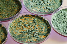 Concept Molds