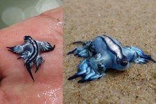 Concept Mollusks