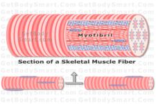 Concept Muscle Contraction